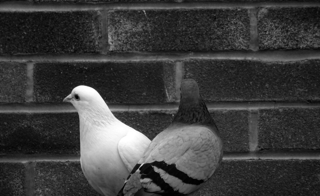 850 Euro für Voliere: Stadt unterstützt Versorgung verletzter Stadttauben 850 Euro für Voliere: Stadt unterstützt Versorgung verletzter Stadttauben