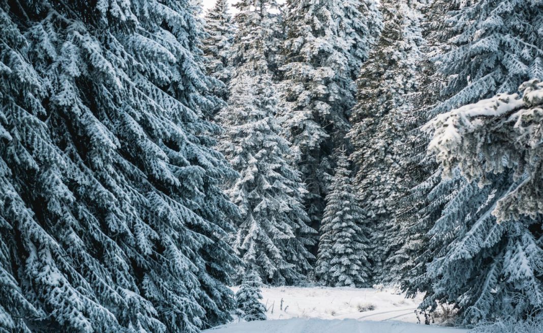 Augsburg kennzeichnet Waldzugänge und verbessert Lebensräume an Stadtwaldbächen