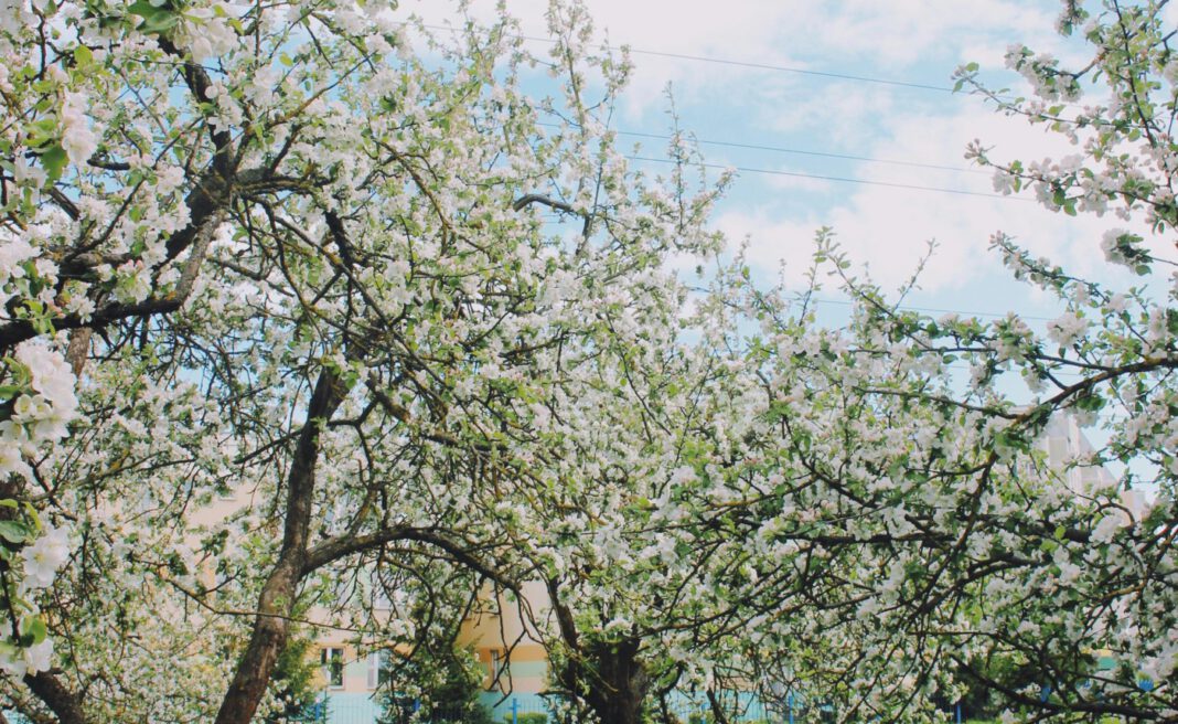 Augsburg wirbt um Baumspender für Bürgerpark Nord