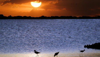 Entdecken Sie die Llanos: Ein Paradies in Südamerika