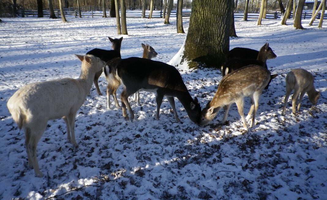 Ingolstadt bittet um Spenden für Wildpark am Baggersee nach Haushaltsprüfung