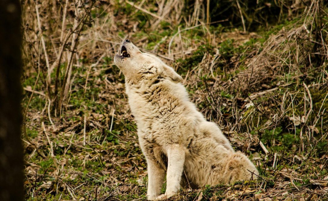 Nach Unfall bei Mendorf: Mehrere Wolfsaufnahmen im Köschinger Forst und Umgebung