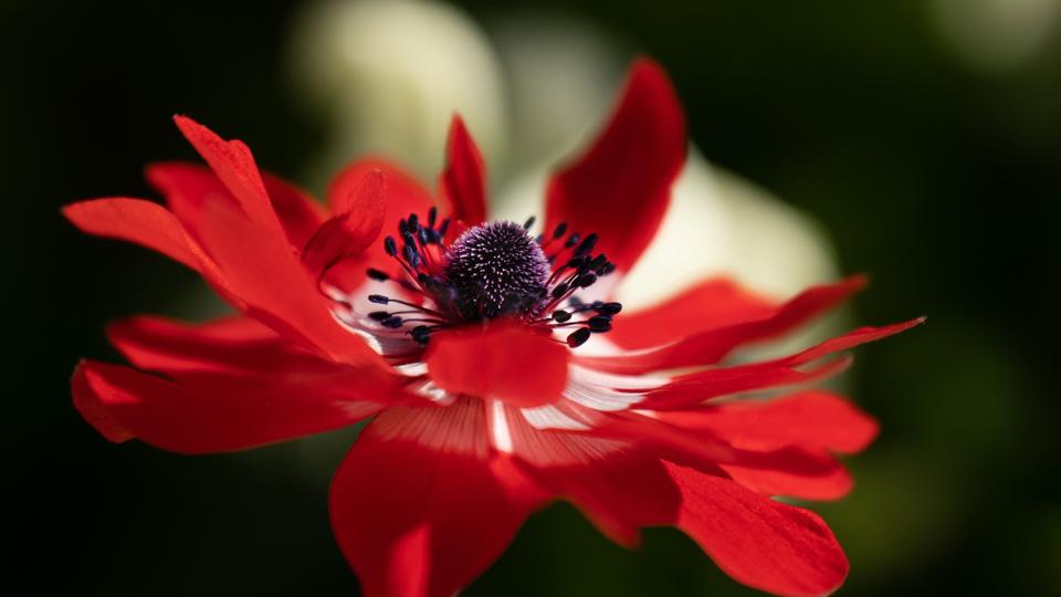 Namenstag Hannah: Bedeutung, Brauchtum und Feierlichkeiten