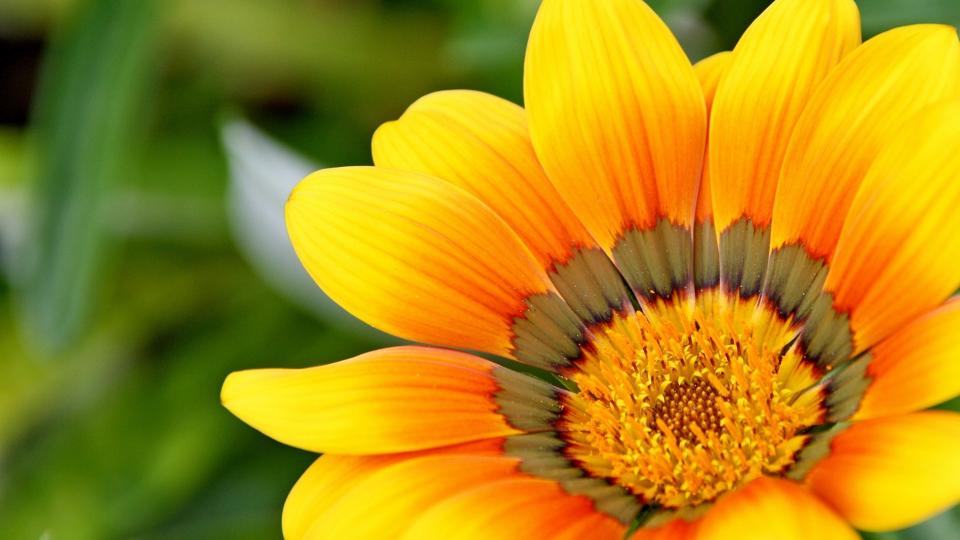 Namenstag Sabine: Bedeutung, Traditionen und besondere Feierlichkeiten
