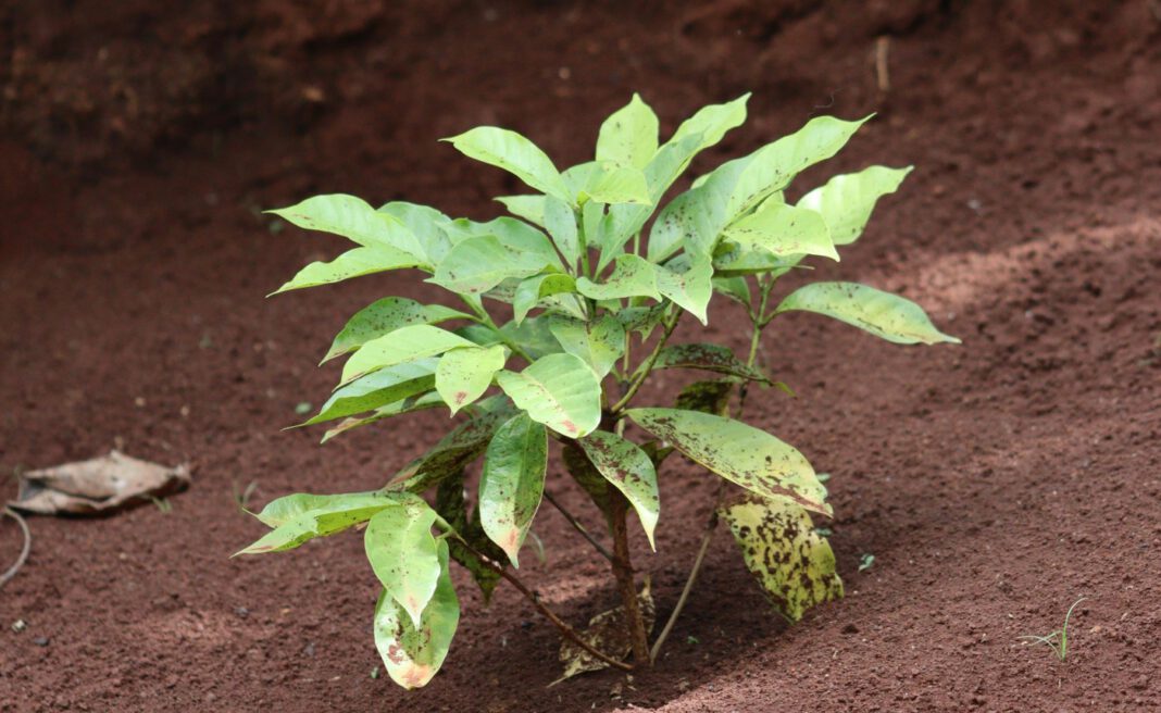 Roteiche als Baum des Jahres 2025 in Unsernherrn gepflanzt Roteiche als Baum des Jahres 2025 in Unsernherrn gepflanzt